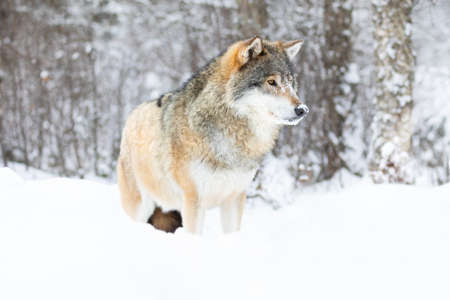 Beautiful alpha male wolf stands in the snow in beautiful winter forestの写真素材