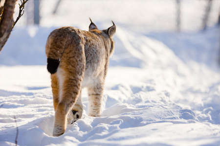 Rear view of lynx walking on snow in natureの写真素材