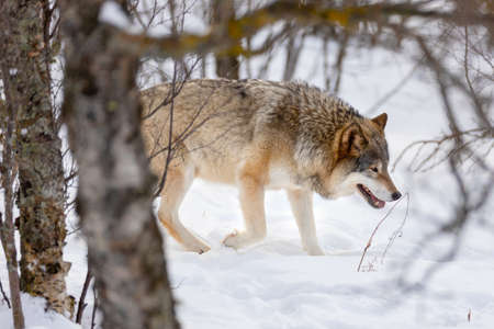 Eurasian wolf strolling through bare trees on snowの写真素材