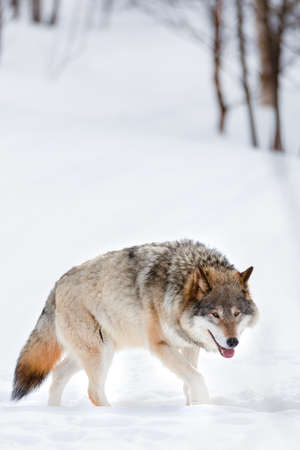 Canis Lupus strolling on snow at nature parkの写真素材