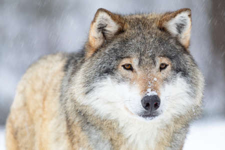 Close-up portrait of a beautiful wolf in the cold winterの写真素材