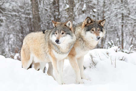 Two beautiful wolves in cold snowy winter landscapeの写真素材