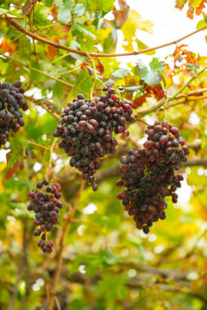 Close-Up Of Grape Bunch At Organic Vineyard Against Sunの写真素材