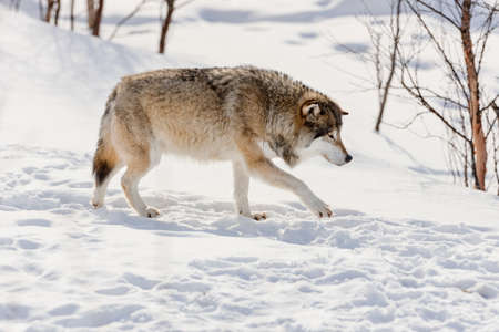 Side view of wolf walking on snowの写真素材