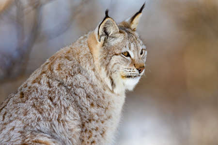 Closeup of alert brown furry lynx looking awayの写真素材