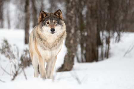 Portrait of Eurasian Canis Lupus standing on snow