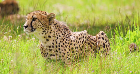 Alert cheetah on grassy field during sunny day. Undomesticated cat is sitting in forest. It has spotted skin.の写真素材