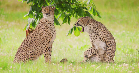 Cheetahs yawning on field in forestの写真素材