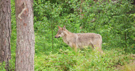 Lonely wild grey wolf looking after enemies in the forestの写真素材
