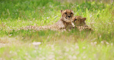Handheld shot of cheetahs lying on grassy field. Alert big cats are in wilderness area. They are in forest during sunny day.の写真素材