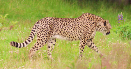 Cheetah walking on field in forestの写真素材
