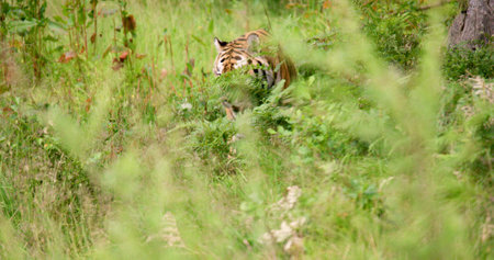 Tiger walking amidst plants in forestの写真素材