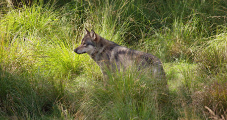 Lonely adult grey wolf after rivals and danger in the forest