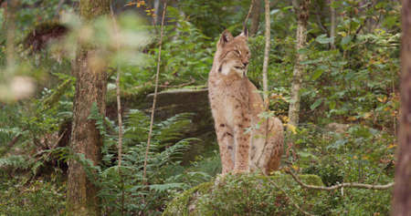 Large lynx cat on sitting in the forest in the evening shadowsの写真素材