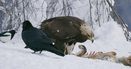 Close-up of golden eagle eating on dead fox in the mountains at winterの写真素材