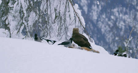 Large confident eagle scares away another eagle from food in the mountains at winterの写真素材