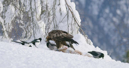 Golden eagle eating on dead fox and looking for rivals in the mountains at winterの写真素材