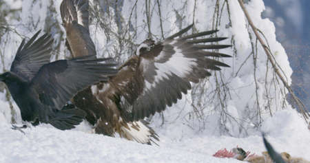 Close-up of golden eagle scaring away crows and magpies from dead animal at mountain in the winterの写真素材