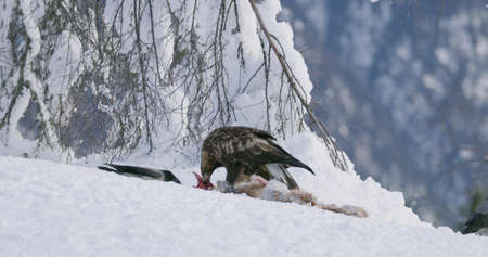 Environmental view of golden eagle eating on a dead animal in mountains at winterの写真素材