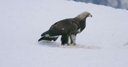 One large golden eagle eating on a dead animal in the snow at winterの写真素材