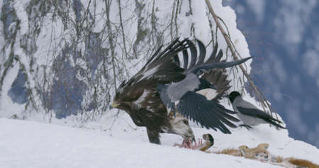 Aggressive golden eagle scaring away crows and magpies from meat at mountain in the winterの写真素材