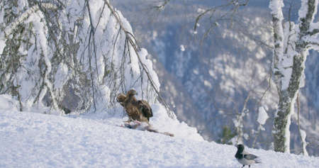 Large golden eagle see danger and fly away from prey at mountain at the winterの写真素材