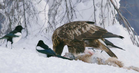 Close-up of golden eagle eating on dead fox in the mountains at winterの写真素材