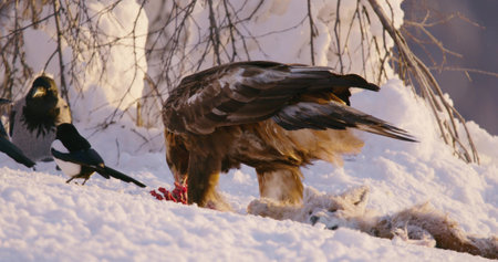 Golden eagle eats on a dead fox in the mountains at winterの写真素材
