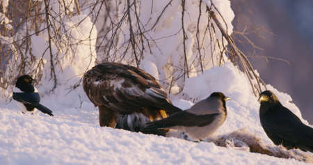 Golden eagle eating prey in the mountains in beautiful morning light at winterの写真素材