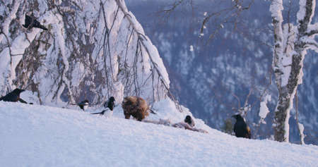 Landscape view with golden eagle eating on a dead animal in mountains at winterの写真素材