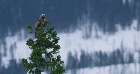 Close-up of a golden eagle sits in the top of a tree in hash and cold winter