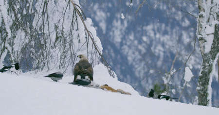 Large golden eagle scaring away crows and magpies from dead animal at mountain in the winterの写真素材