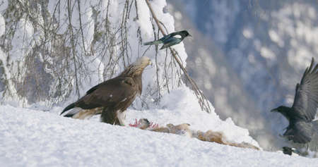 Large golden eagle eating on a dead fox in mountains at winterの写真素材