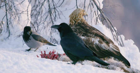 Close-up of golden eagle looking for enemies in the mountains at winterの写真素材