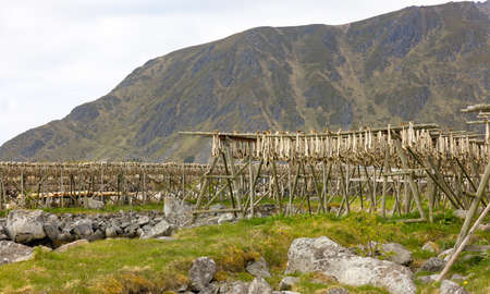 Cod fish drying on traditional wooden racks in the sun in Lofoten Islands, Norway, Europeの写真素材