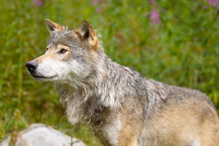 Wild male wolf walking in the grass in lush green colored meadow