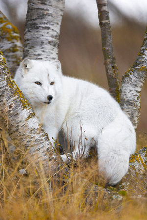 Arctic fox in the forest at late summerの写真素材