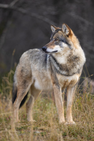 Close-up of large male grey wolf looing for enemies in the forestの写真素材