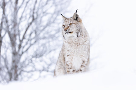 Beautiful lynx cat sitting on a hill top in the cold winter forest snowの写真素材