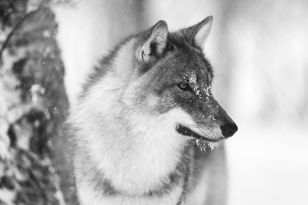 Closeup of focused wolf with wild eyes in the winter forestの写真素材