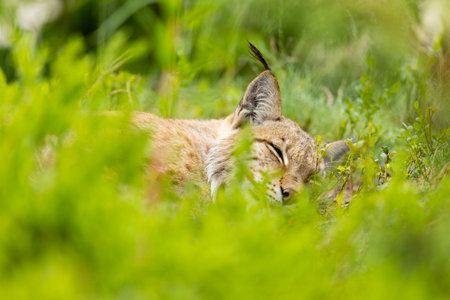 Lynx resting peacefully in lush green foliage in Scandinavian forestの写真素材