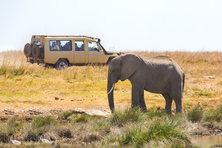 African elephant grazing near safari vehicle in Tanzanias wildernessの写真素材