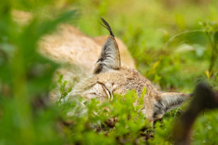 Tranquil Scandinavian lynx resting in lush green meadow, showcasing peaceful wildlife moments in the...