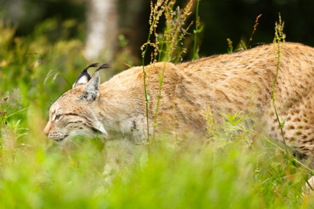 Lynx prowling through lush green grass in a forest in Norway, capturing the essence of wildlife and natures beauty in the Nordic wildernessの写真素材
