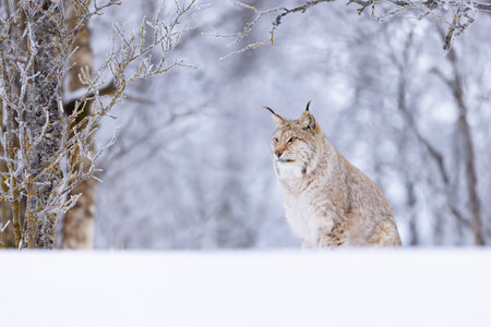 Majestic lynx in a snowy Scandinavian winter forest landscapeの写真素材