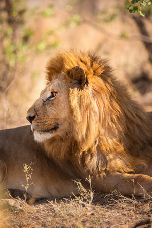 Majestic lion resting in the sunlit Serengeti wilderness of Tanzaniaの写真素材