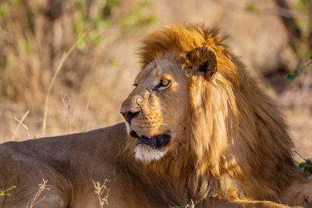 Majestic lion resting in the wild savanna of Serengeti, Tanzaniaの写真素材
