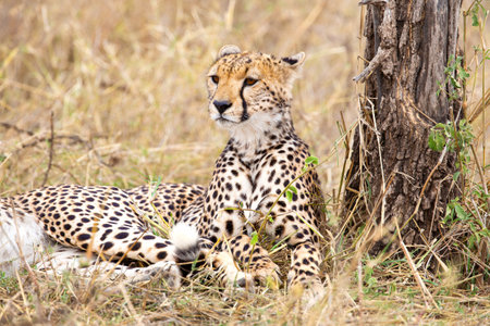 Majestic cheetah resting under a tree in Serengeti National Parkの写真素材