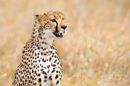 Cheetah standing alert in the Serengeti grasslands of Tanzaniaの写真素材