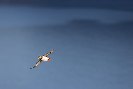 Puffin in flight over calm blue ocean water during a sunny dayの写真素材